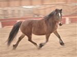 Movement Language with Horses