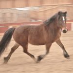 Movement Language with Horses
