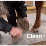 Hoof Assessment